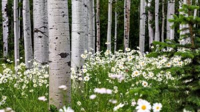 Birch Trees and Flowers